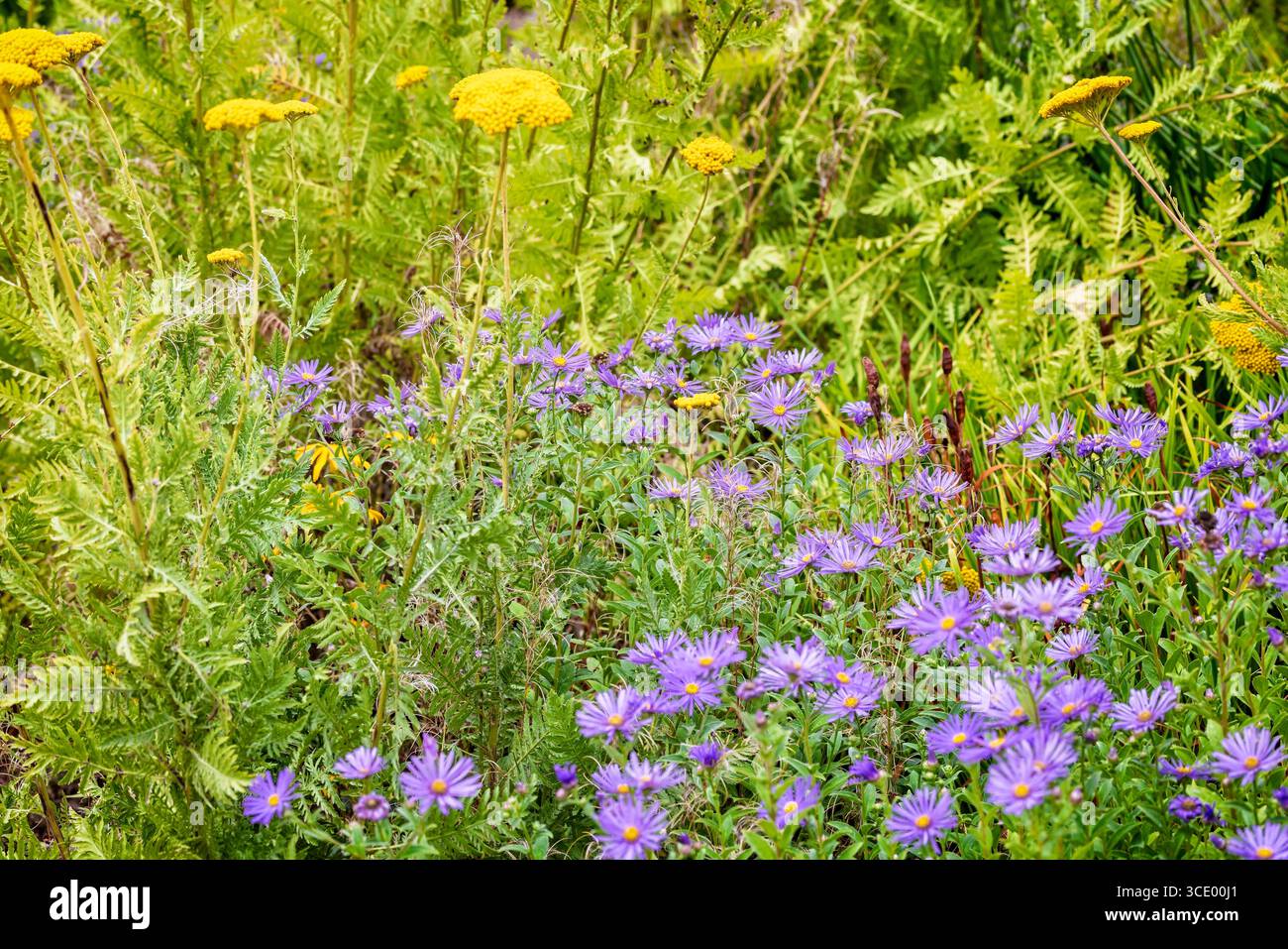 Lit de fleurs plein de fleurs de Marguerite de michaelmas lilas et de fleurs d'achille jaune dans le Wiltshire, Royaume-Uni en août 2025 Banque D'Images