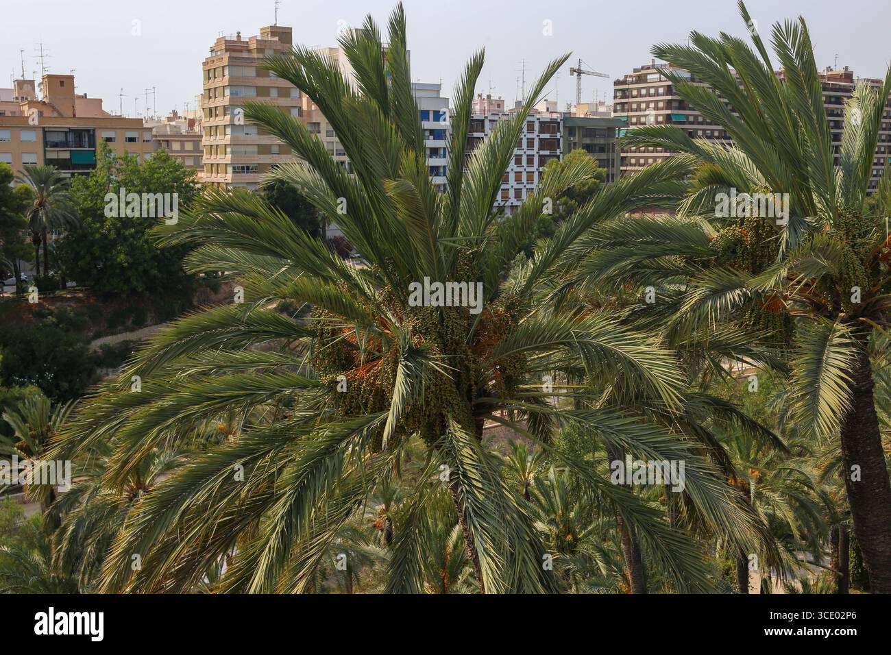 Elche, Espagne, 14 août 2025 : un des palmiers du Palmeral de Elche pendant la vie quotidienne à Elche, à Elche, Espagne, le 14 août 2025. Crédit : Alberto Brevers / Alamy Live News. Banque D'Images