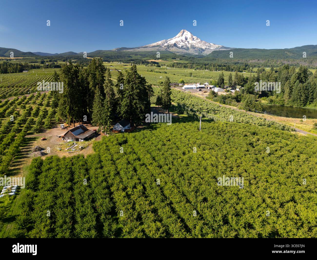 Vue aérienne donnant sur les cultures fruitières dans la vallée de la rivière Hood avec la montagne homonyme sous un ciel bleu Banque D'Images
