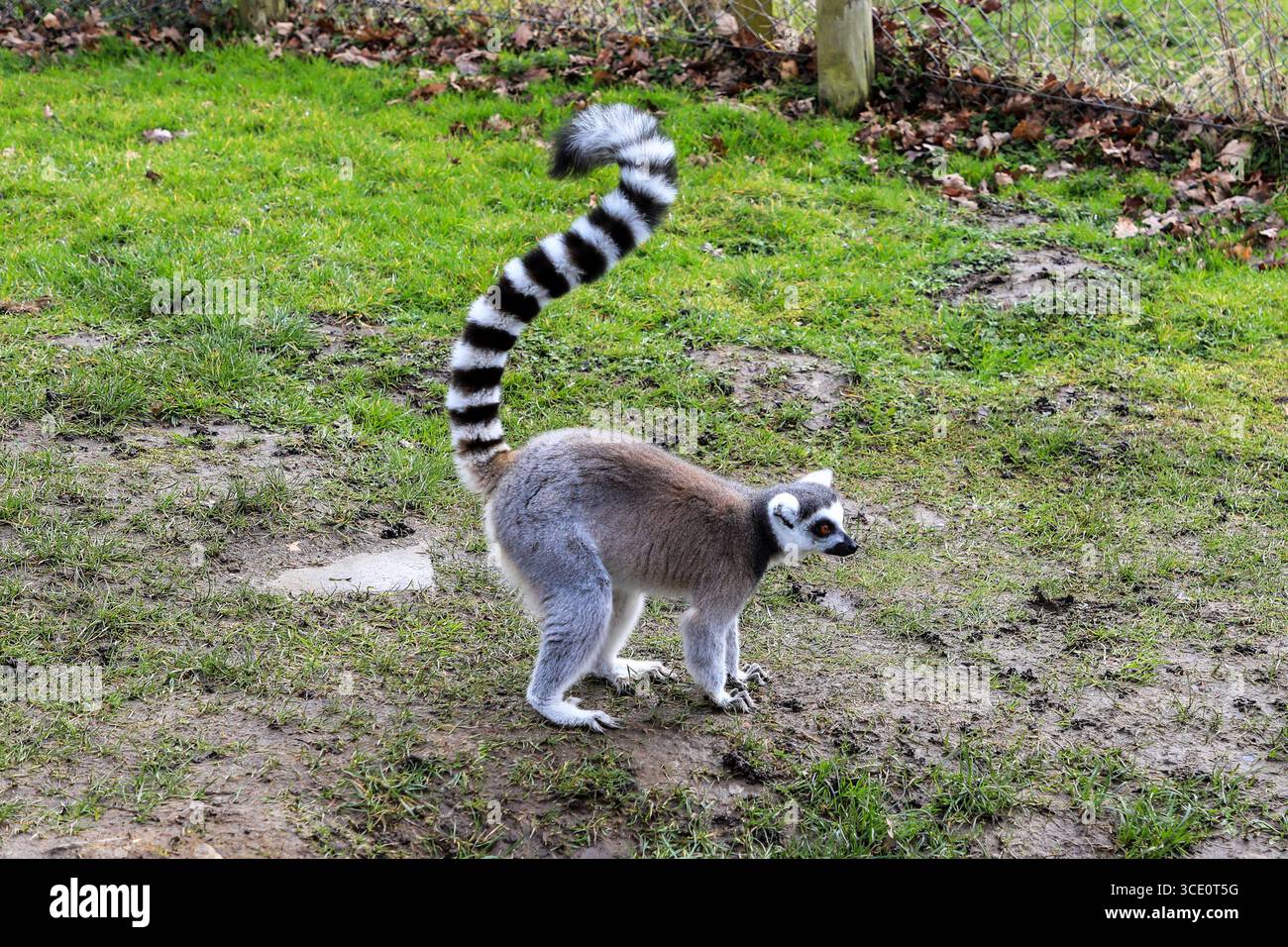 Lémurien à queue annulaire (Lemur catta) au Longleat Safari and Adventure Park, Longleat, Wiltshire, Angleterre, Royaume-Uni Banque D'Images