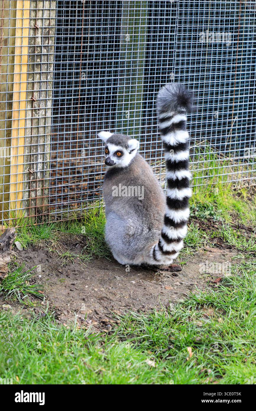 Lémurien à queue annulaire (Lemur catta) au Longleat Safari and Adventure Park, Longleat, Wiltshire, Angleterre, Royaume-Uni Banque D'Images