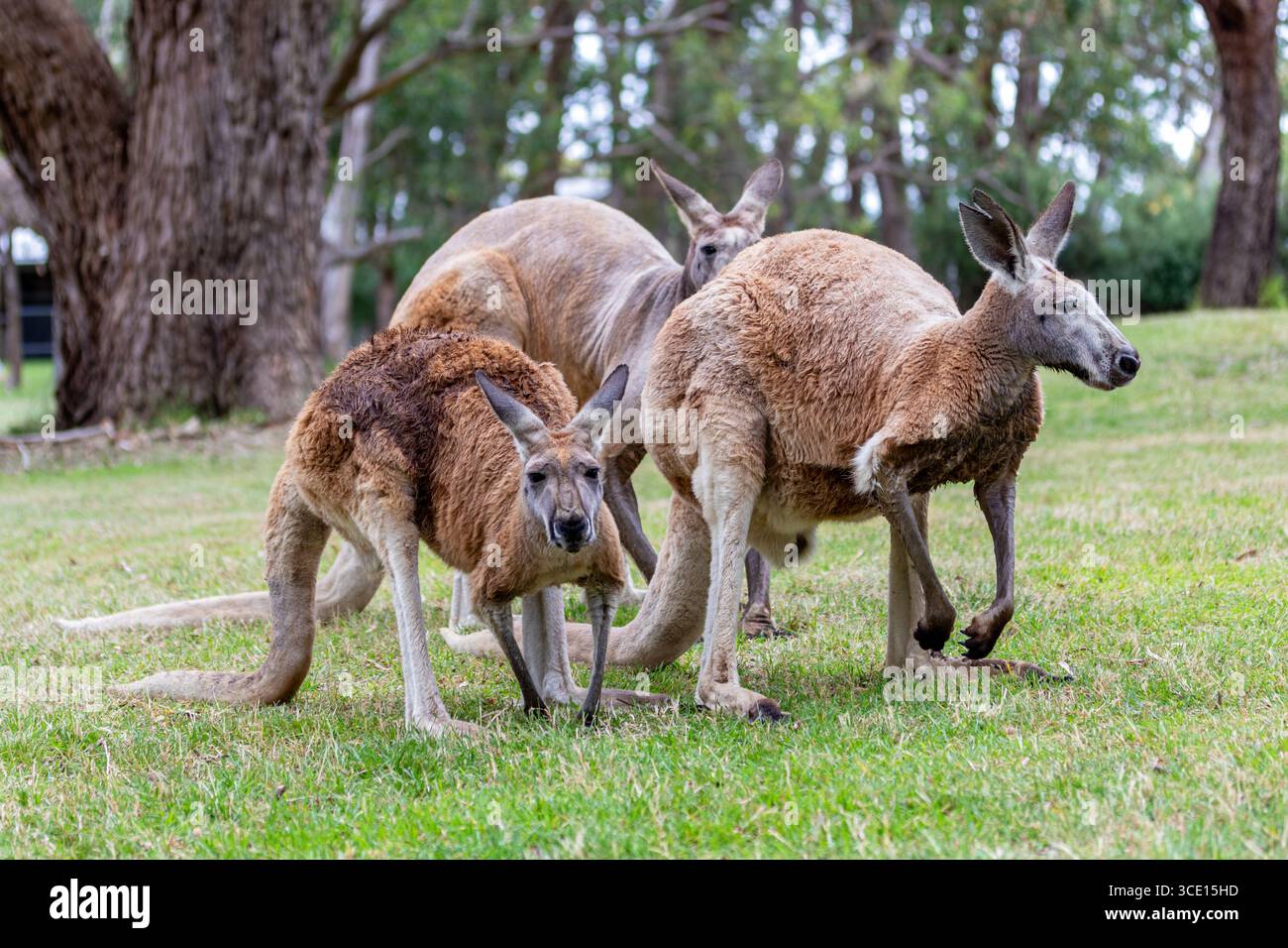 Famille de kangourous rouges australiens dans les prairies Banque D'Images