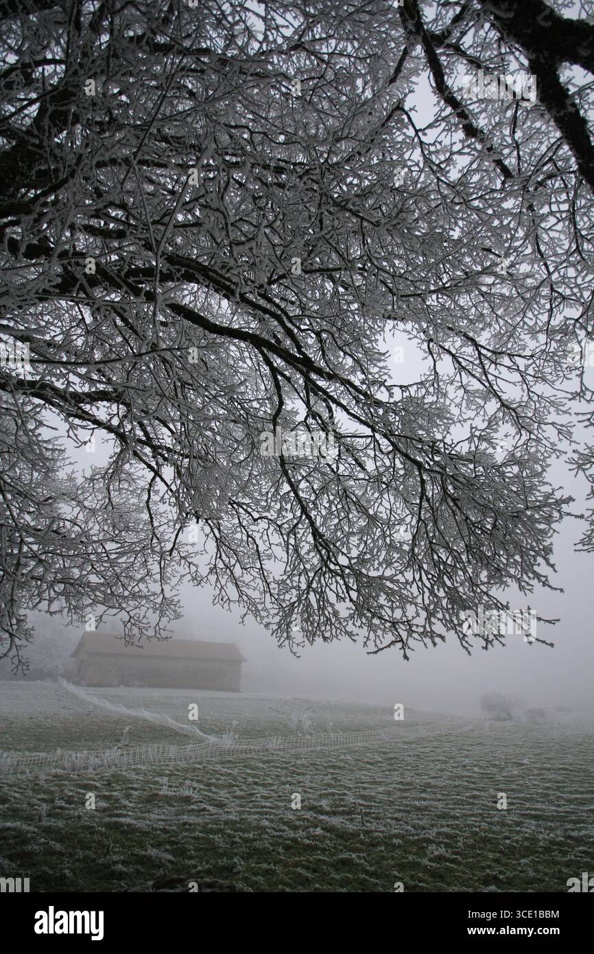 Brouillard gelé sur les arbres et les clôtures à Crémieu france Banque D'Images