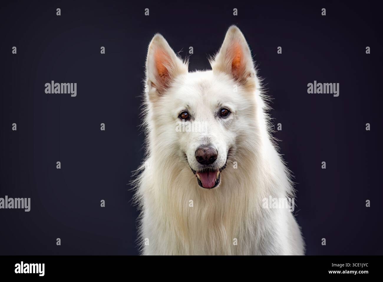 Élégant Blanc Berger Suisse chien Studio Portrait Banque D'Images Élégant Blanc Berger Suisse chien Studio Portrait Banque D'Images