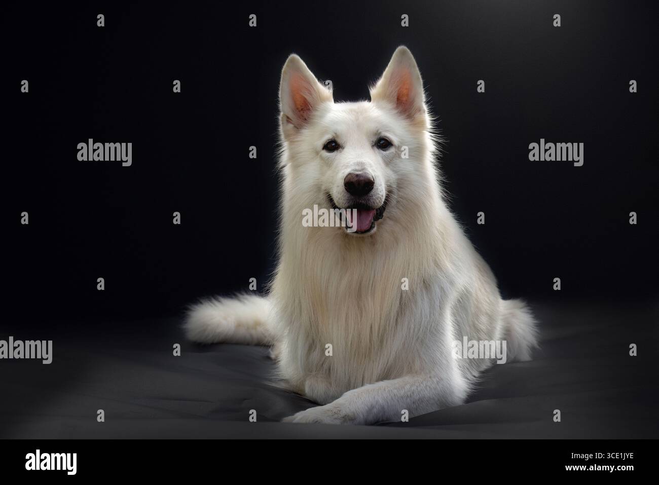 Élégant Blanc Berger Suisse chien Studio Portrait Banque D'Images Élégant Blanc Berger Suisse chien Studio Portrait Banque D'Images