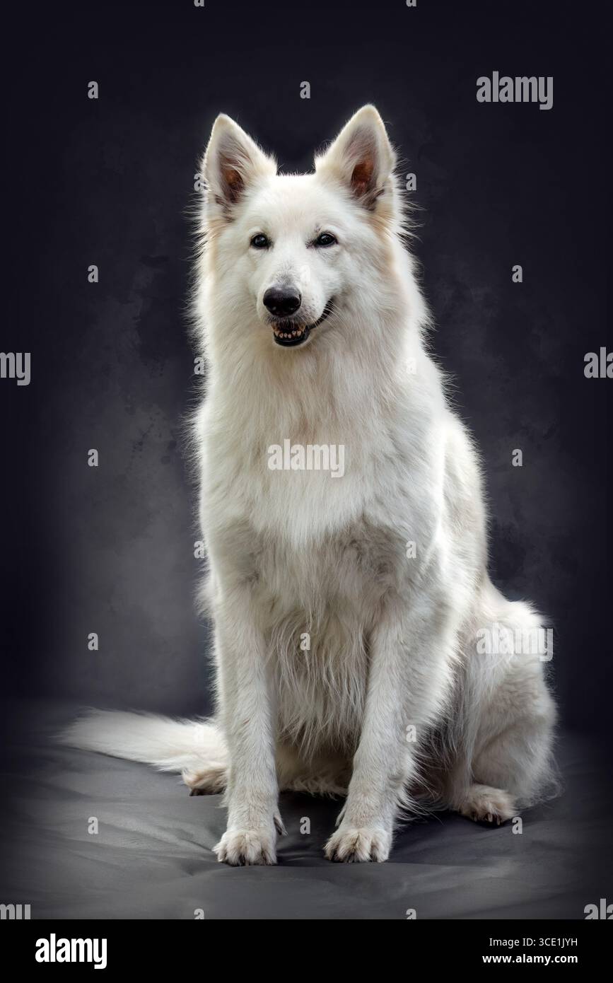 Élégant Blanc Berger Suisse chien Studio Portrait Banque D'Images Élégant Blanc Berger Suisse chien Studio Portrait Banque D'Images