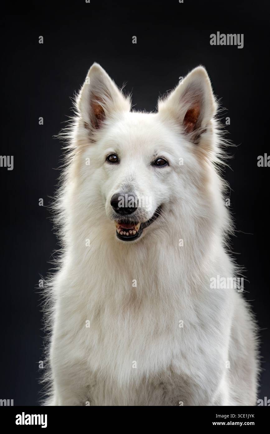 Élégant Blanc Berger Suisse chien Studio Portrait Banque D'Images Élégant Blanc Berger Suisse chien Studio Portrait Banque D'Images