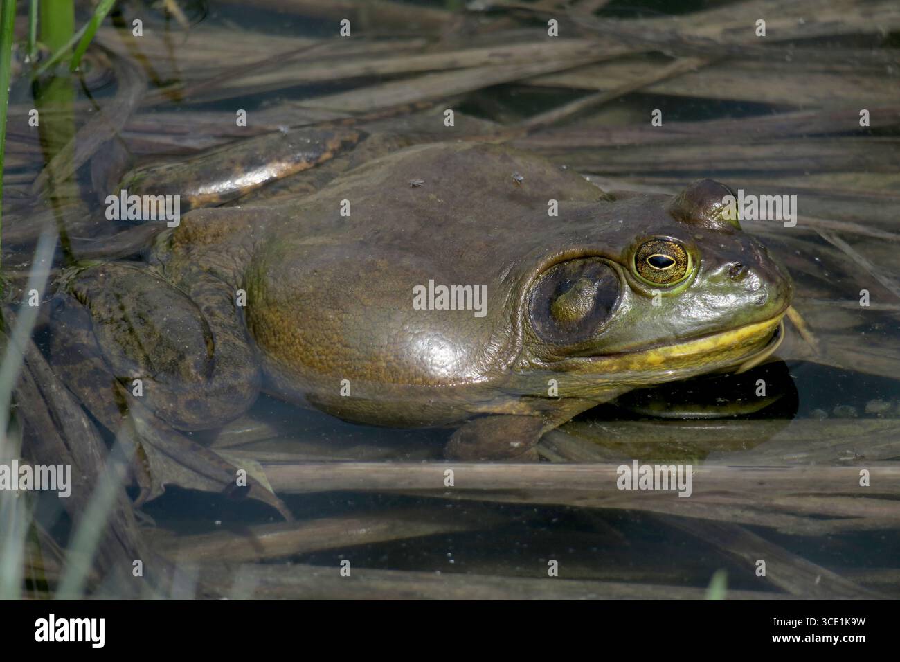 Une grenouille ouarouille américaine surveille sereinement son domaine de zones humides Banque D'Images