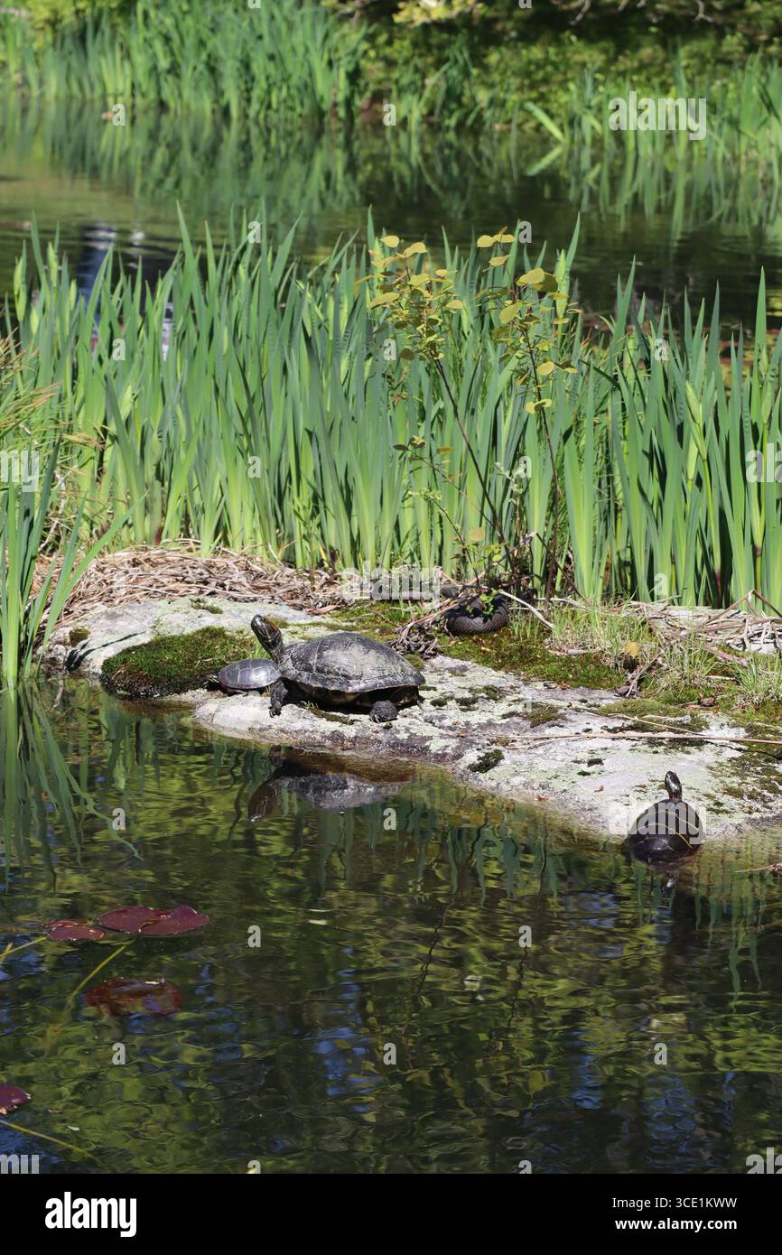 Les tortues peintes se prélassent paisiblement le long de la rive d'un étang. Banque D'Images