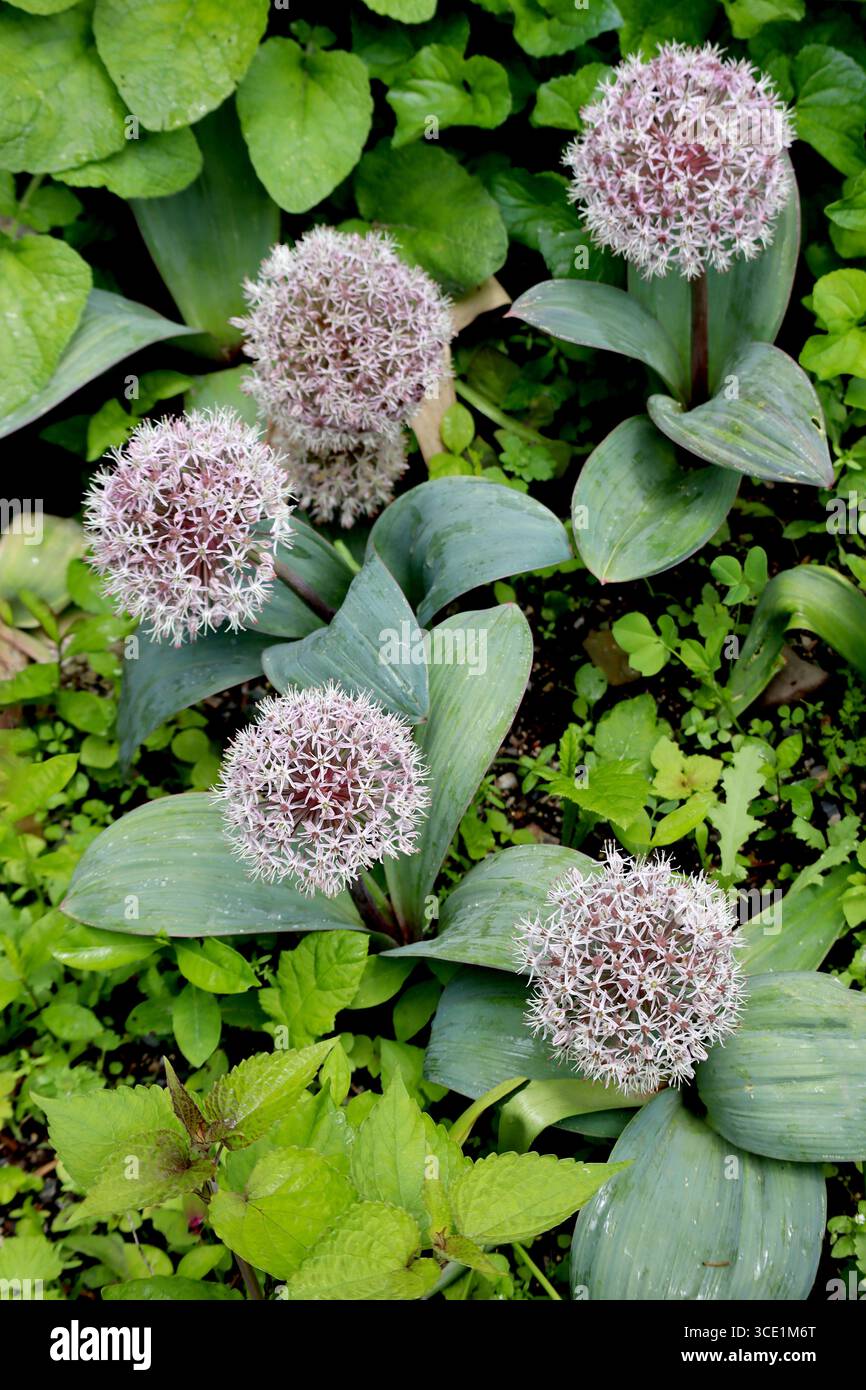 Ces Allium karataviense ressemblent à de minuscules pompons violets flous prêts pour une parade de jardin ! Banque D'Images