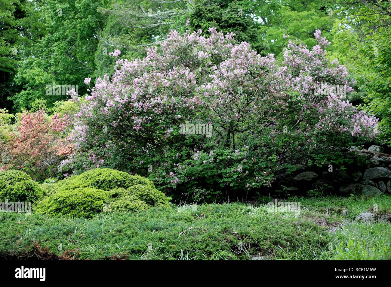 Les teintes douces et violettes du lilas rappellent en douceur le renouveau de la saison. Banque D'Images
