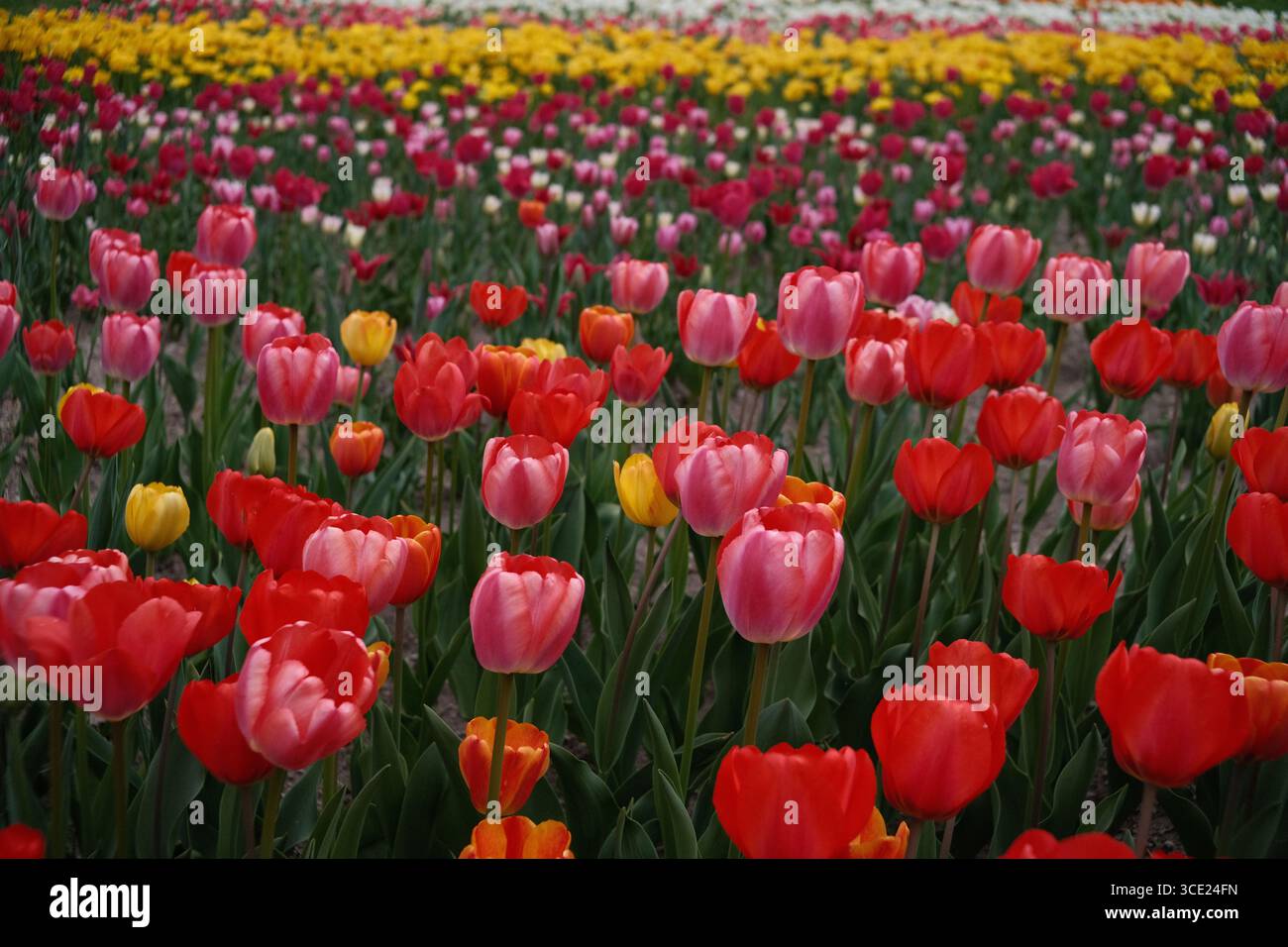Champ de tulipes colorées en pleine floraison avec des fleurs rouges, roses, jaunes et oranges poussant étroitement ensemble pendant la saison du printemps Banque D'Images
