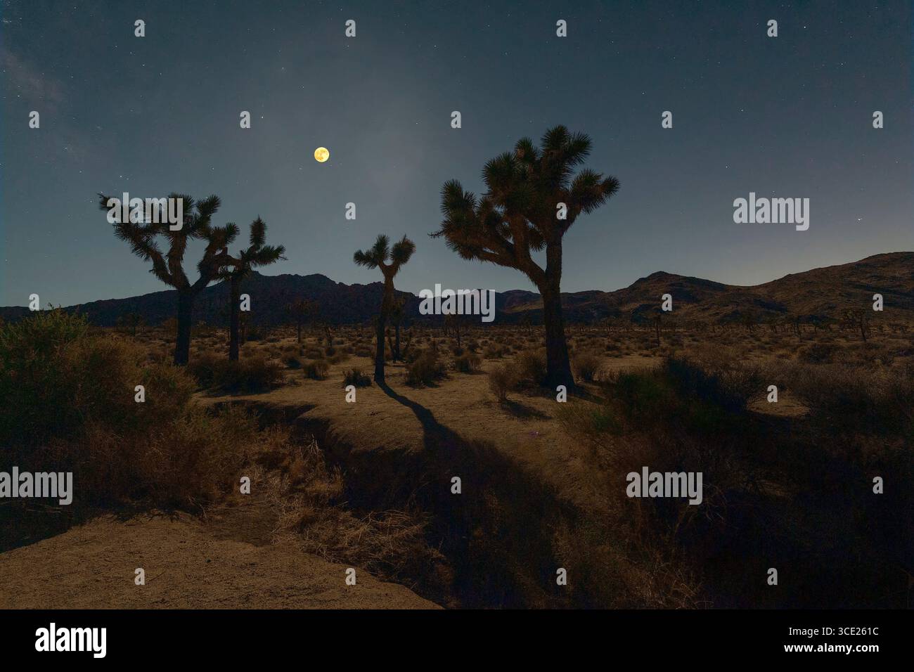 Août 2025. La pleine lune illumine le parc national de Joshua Tree. Californie. ÉTATS-UNIS Banque D'Images Août 2025. La pleine lune illumine le parc national de Joshua Tree. Californie. ÉTATS-UNIS Banque D'Images