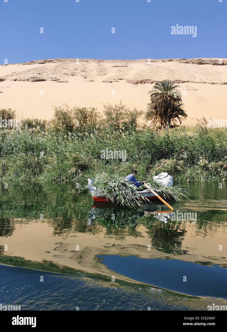 L'homme nubien rame à travers le Nil à Assouan, en Égypte – bateau traditionnel chargé de roseaux et d'herbes pour le fourrage animal, reflétant la vie fluviale rurale. - Image de stock capturée avec un smartphone