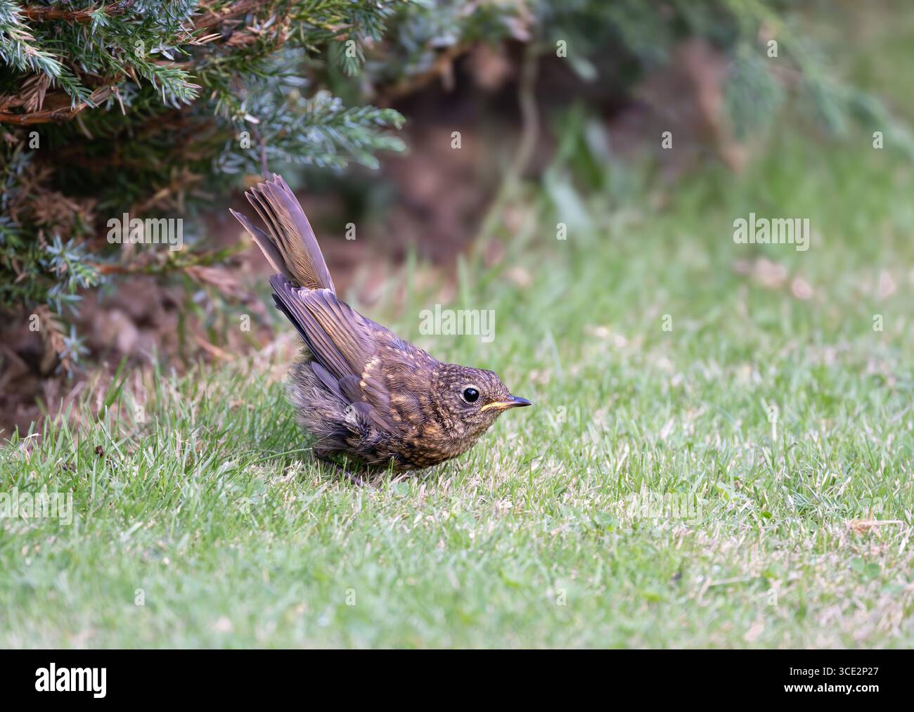 Un Robin Erithacus rubecula juvénile se nourrissant dans et autour d'un jardin du Nord Norfolk UK. Banque D'Images