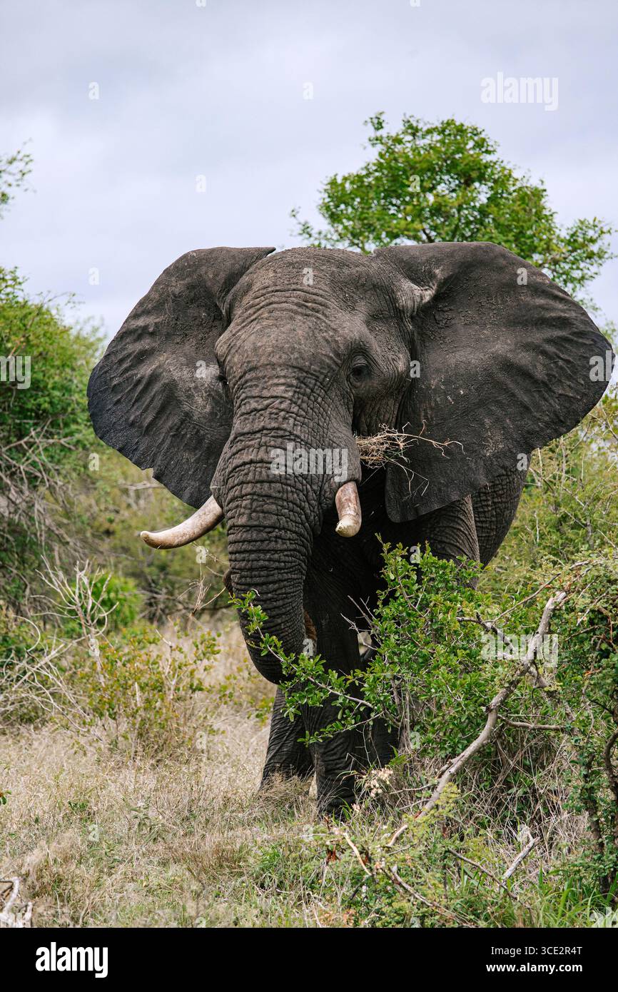 Grand bel éléphant d'Afrique dans la savane. Safari dans le parc national Kruger, Afrique du Sud. Animaux de la faune de fond, nature sauvage Banque D'Images