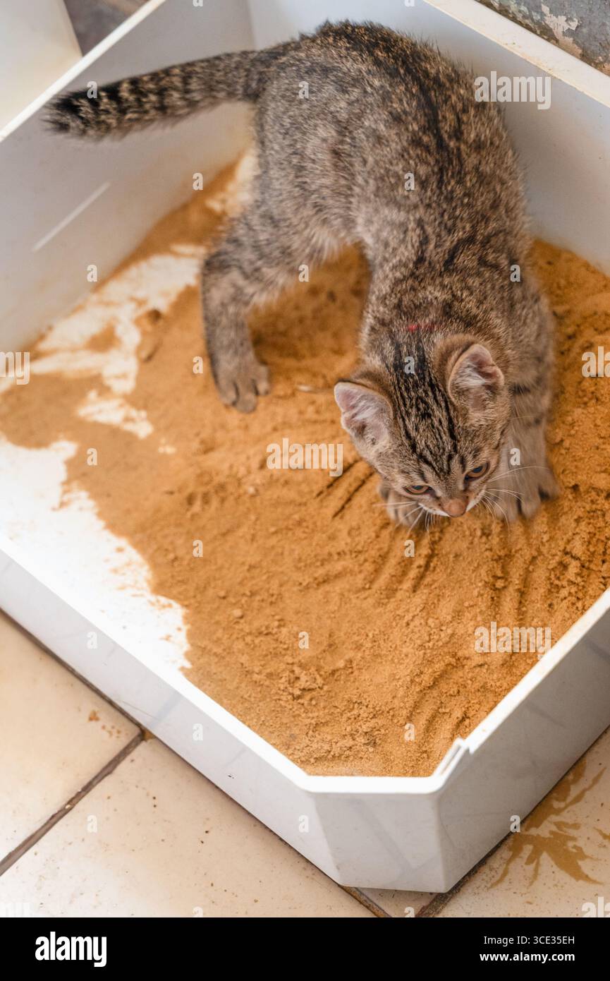 Un petit chaton curieux explore son bac à litière, mettant en valeur son comportement ludique et la joie des soins du chat Banque D'Images