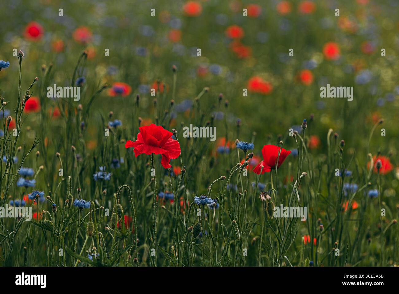 Coquelicots rouges vibrants et fleurs sauvages bleues dans un pré d'été Banque D'Images