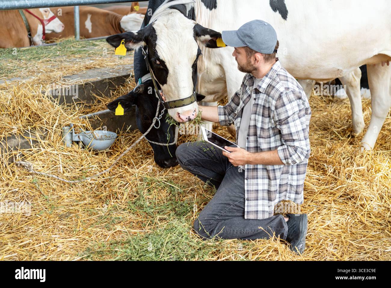 Ouvrier agricole mâle inspectant les vaches laitières avec comprimé dans la grange Banque D'Images