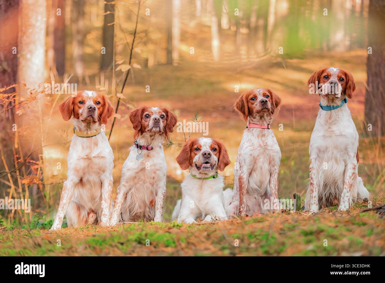 Groupe Brittany Spaniels assis terrain forestier, cinq chiens manteaux blancs orange, fond boisé d'automne. Banque D'Images