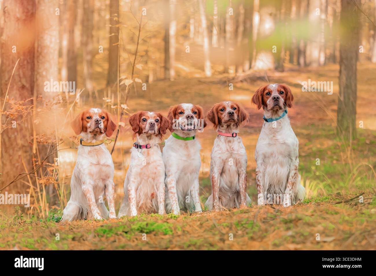 Brittany Spaniels groupe portrait debout terrain forestier, cinq chiens manteaux blancs orange, colliers visibles. Banque D'Images