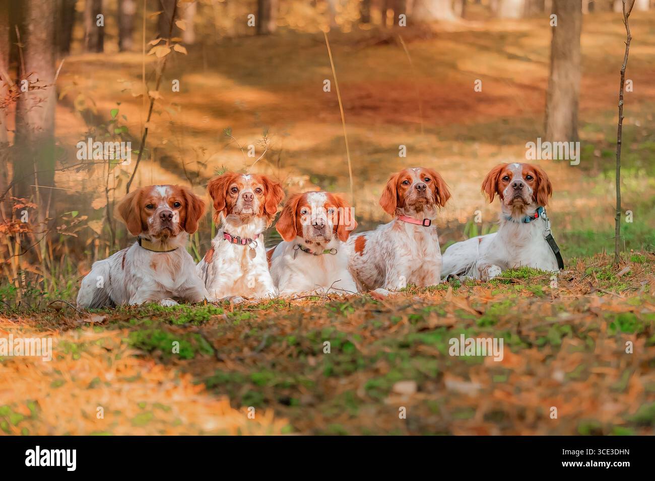 Portrait de groupe Brittany Spaniels gisant au sol forestier, cinq chiens manteaux blancs oranges, pose de pack détendue. Banque D'Images