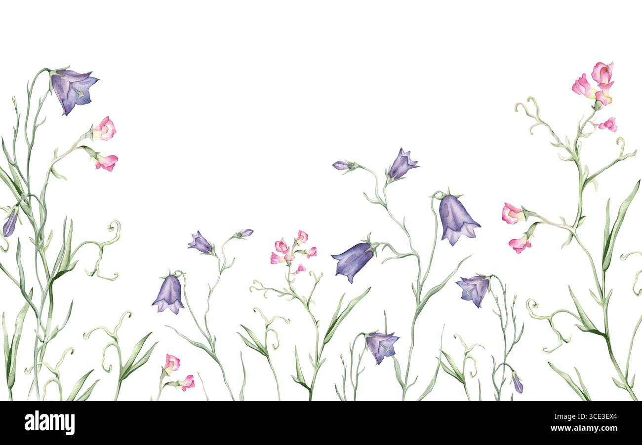 bordure rectangulaire horizontale ou cadre avec des fleurs sauvages roses. Illustration d'aquarelle dessinée à la main sur fond isolé blanc. Motif floral d'été pour Banque D'Images