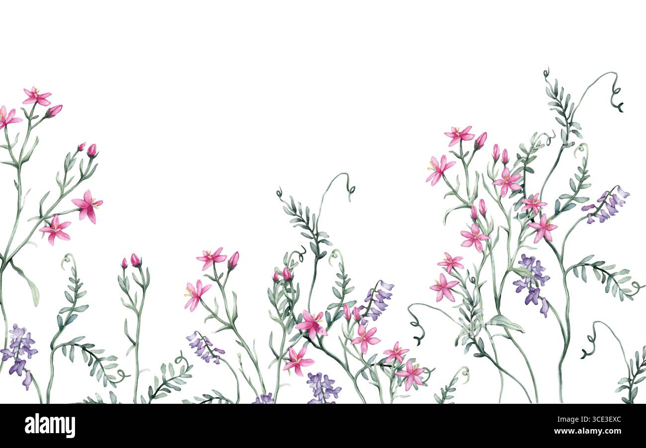 bordure rectangulaire horizontale ou cadre avec des fleurs sauvages roses. Illustration d'aquarelle dessinée à la main sur fond isolé blanc. Motif floral d'été pour Banque D'Images