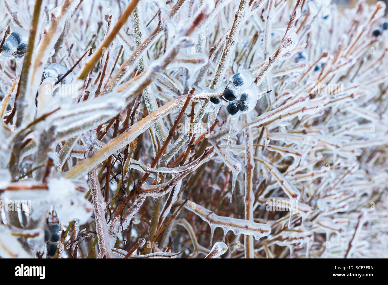 Baies noires congelées sur les arbustes en hiver Banque D'Images