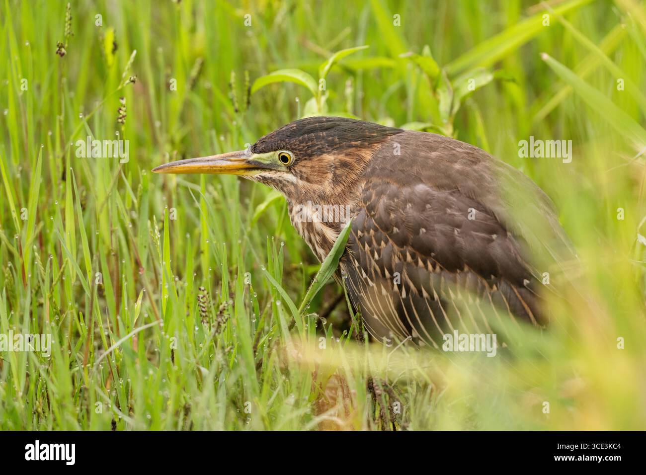 Heron vert immature (Butorides virescens) debout sur une bûche dans un étang, comté de Sacramento Californie États-Unis Banque D'Images
