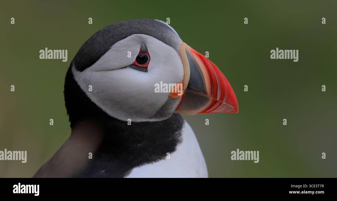 Macareux de l'Atlantique (Fratercula arctica), sur le rocher de l'île de Runde (Norvège). C'est le seul macareux originaire de l'océan Atlantique. Banque D'Images