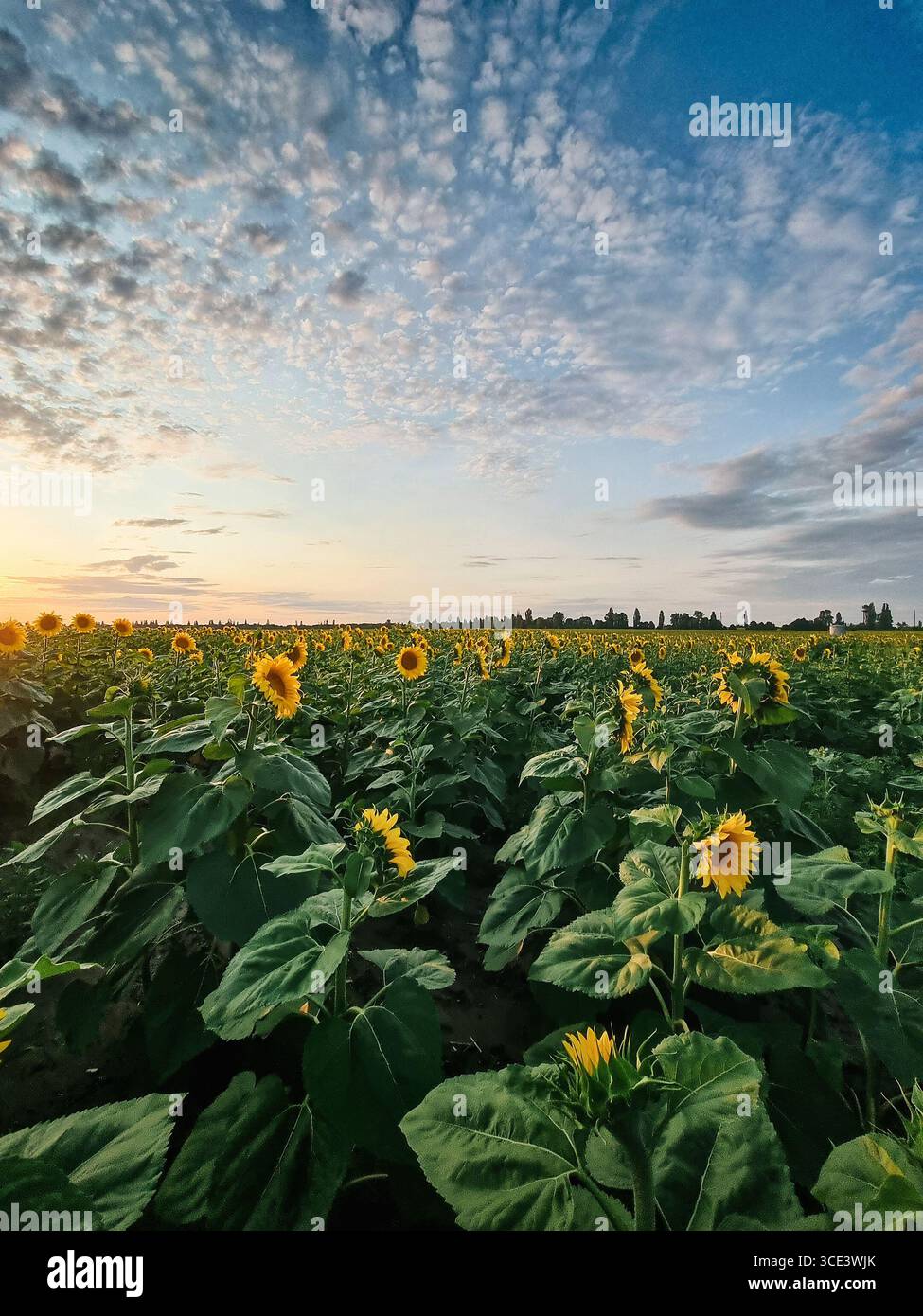 Champ de tournesol au coucher du soleil (grand angle). Champ sans fin couvert de beaucoup de tournesols, ciel nuageux en arrière-plan. Banque D'Images