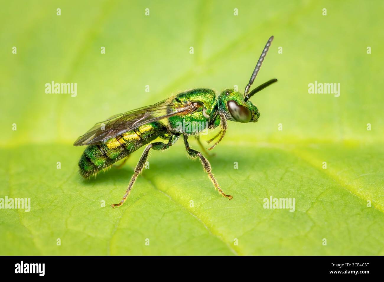 Abeille sueur verte métallique posant sur ses quatre pattes arrière sur une feuille avec espace copie Banque D'Images