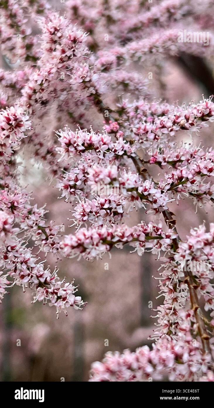 Fleurs roses Bunga, fleurs Tamarix. - Image de stock capturée avec un smartphone