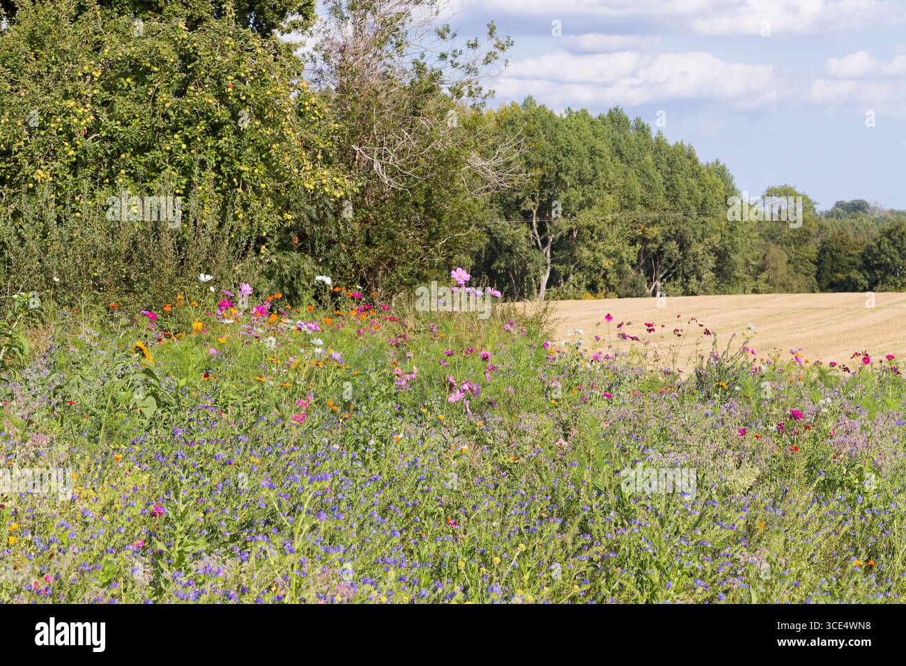 Des fleurs sauvages colorées qui brillent comme des bijoux dans un paysage agricole. Champs récoltés en arrière-plan. Bords d'un champ semé de fleurs sauvages. Banque D'Images