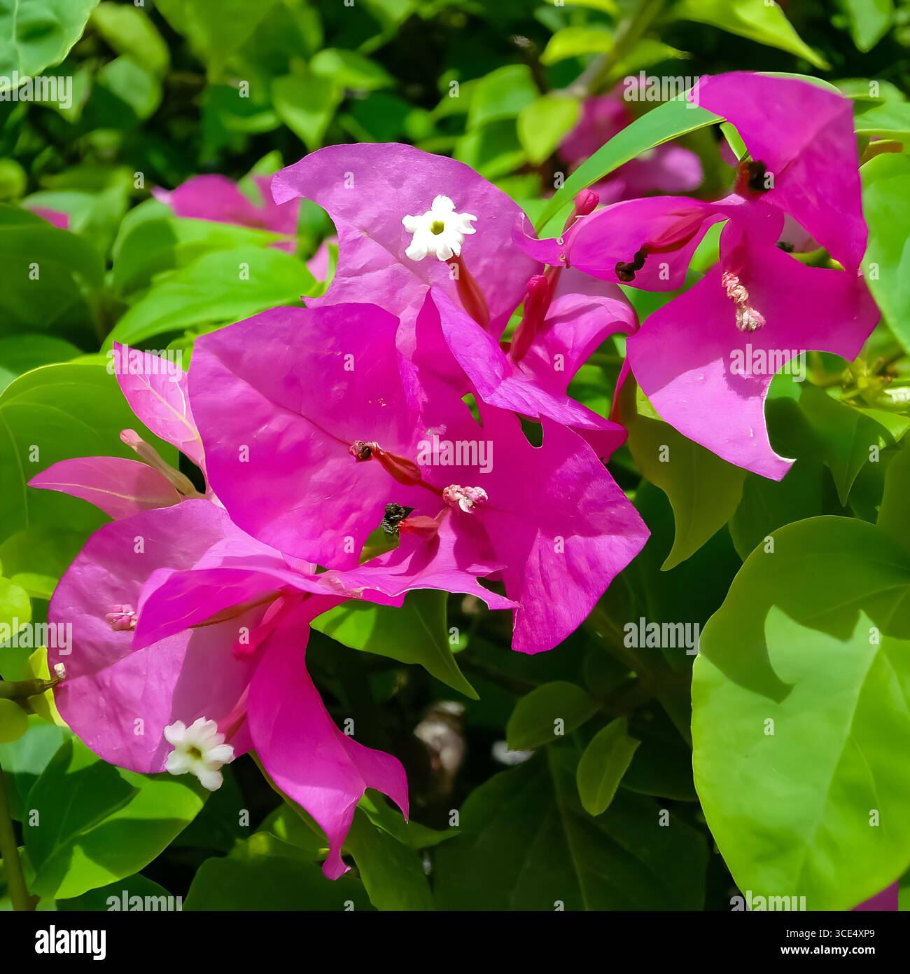 Bractées Bougainvillea magenta vibrantes avec de petites fleurs blanches. Banque D'Images