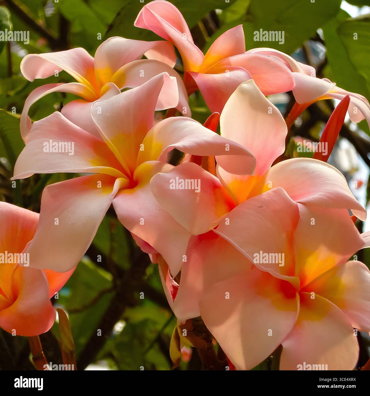 Grappe de fleurs délicates de Plumeria rose (Frangipani) avec des centres jaunes. Banque D'Images