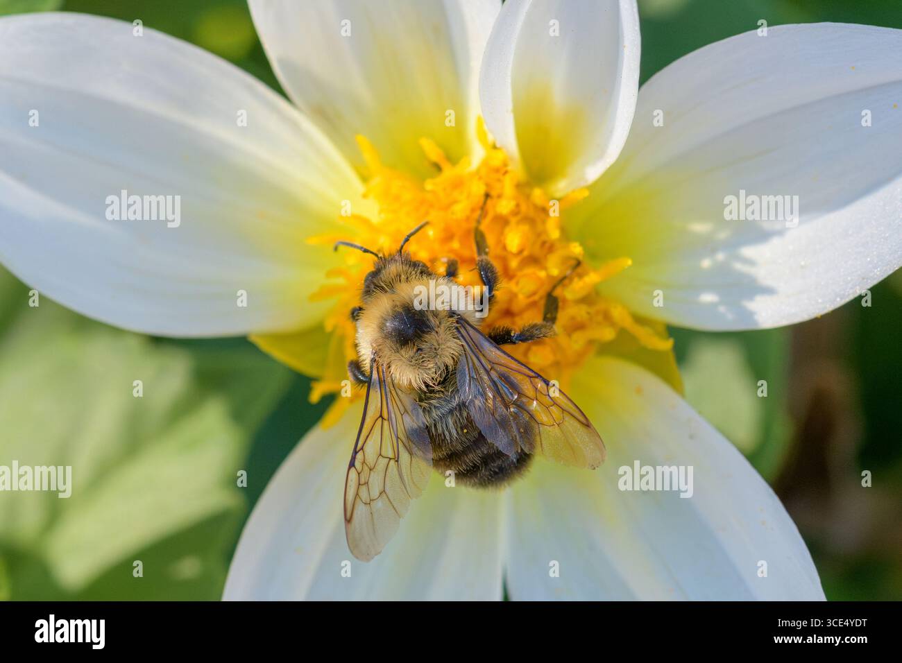 Gros plan d'un bourdon recueillant le pollen d'une fleur blanche avec un centre jaune. Banque D'Images