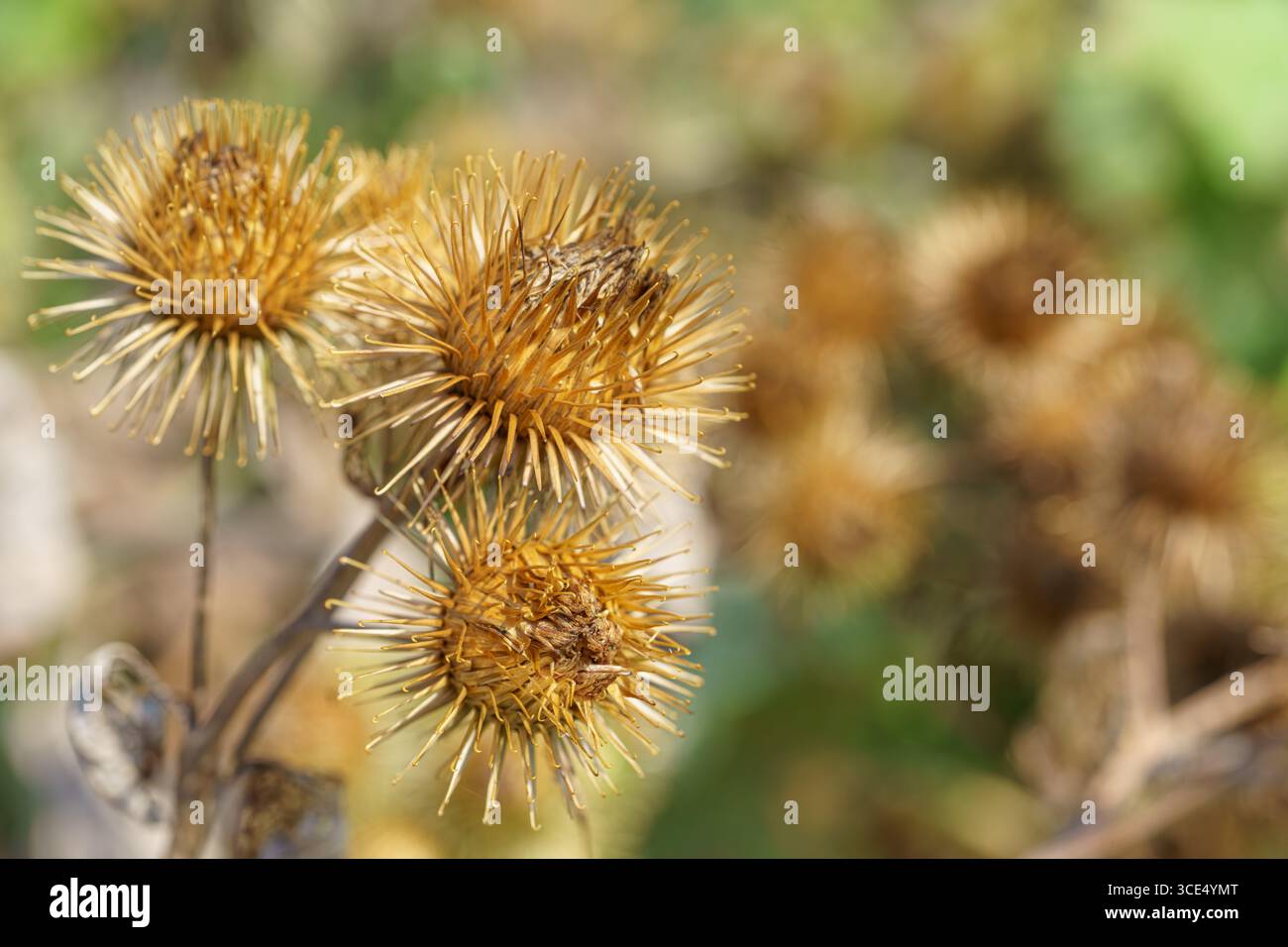 Gros plan des têtes de graine de bardane séchées (Arctium sp.) avec des fraises épaisses dans des tons brun doré. Banque D'Images