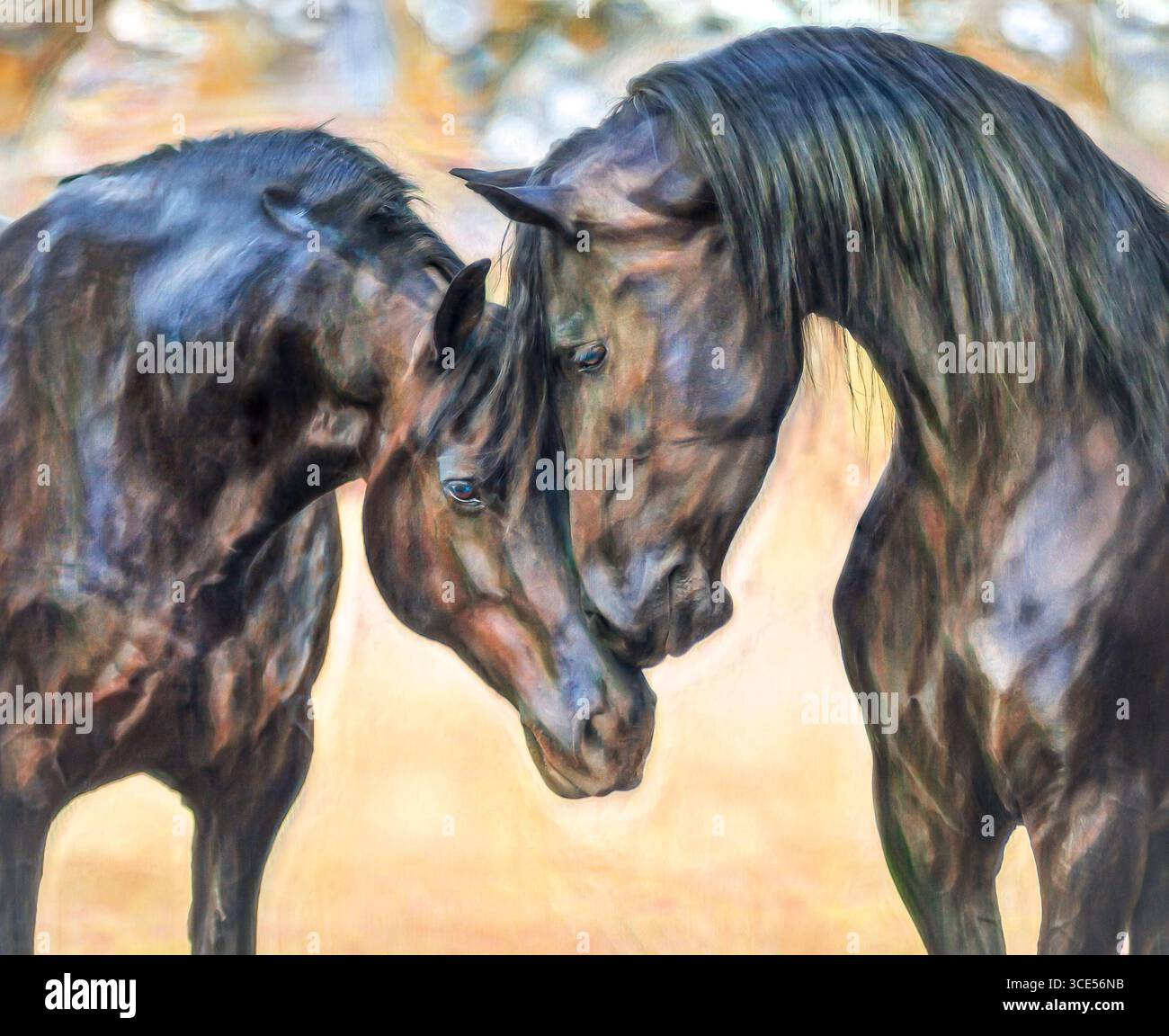 Étalon croisé frison-arabe adulte et chevaux de jument montrent de l'affection. Photo numérique stylisée Banque D'Images