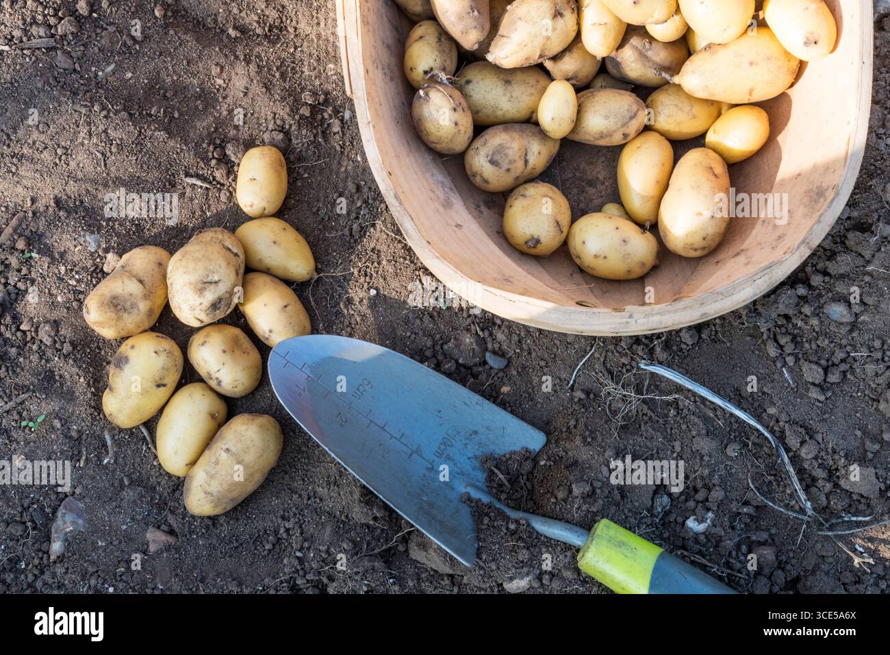 Un trug de pommes de terre Charlotte fraîchement déterrées. Banque D'Images