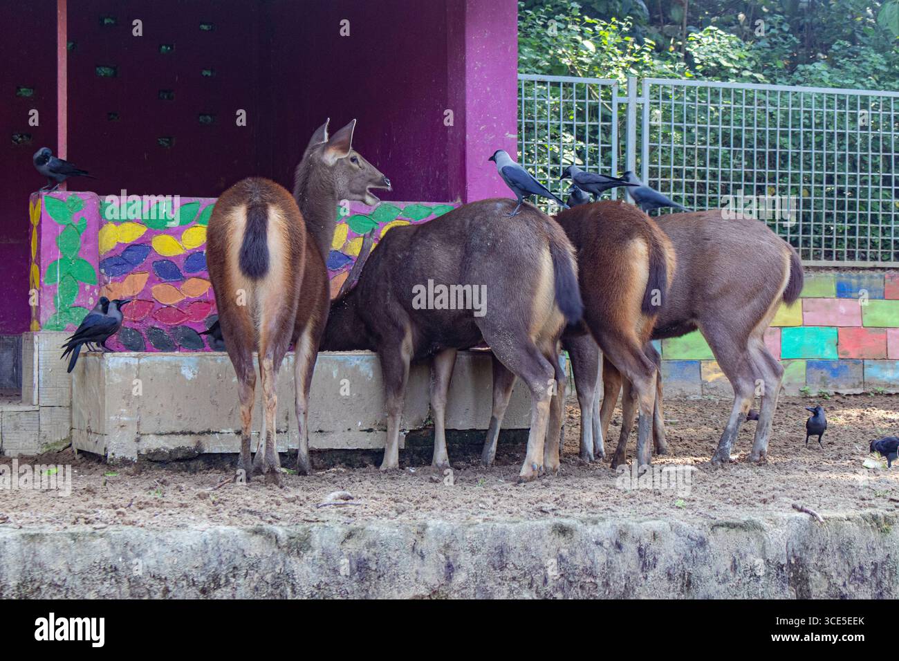 Plusieurs beaux cerfs bruns appelés Sambar se sont rassemblés étroitement tout en se nourrissant au zoo de Chittagong au Bangladesh Banque D'Images
