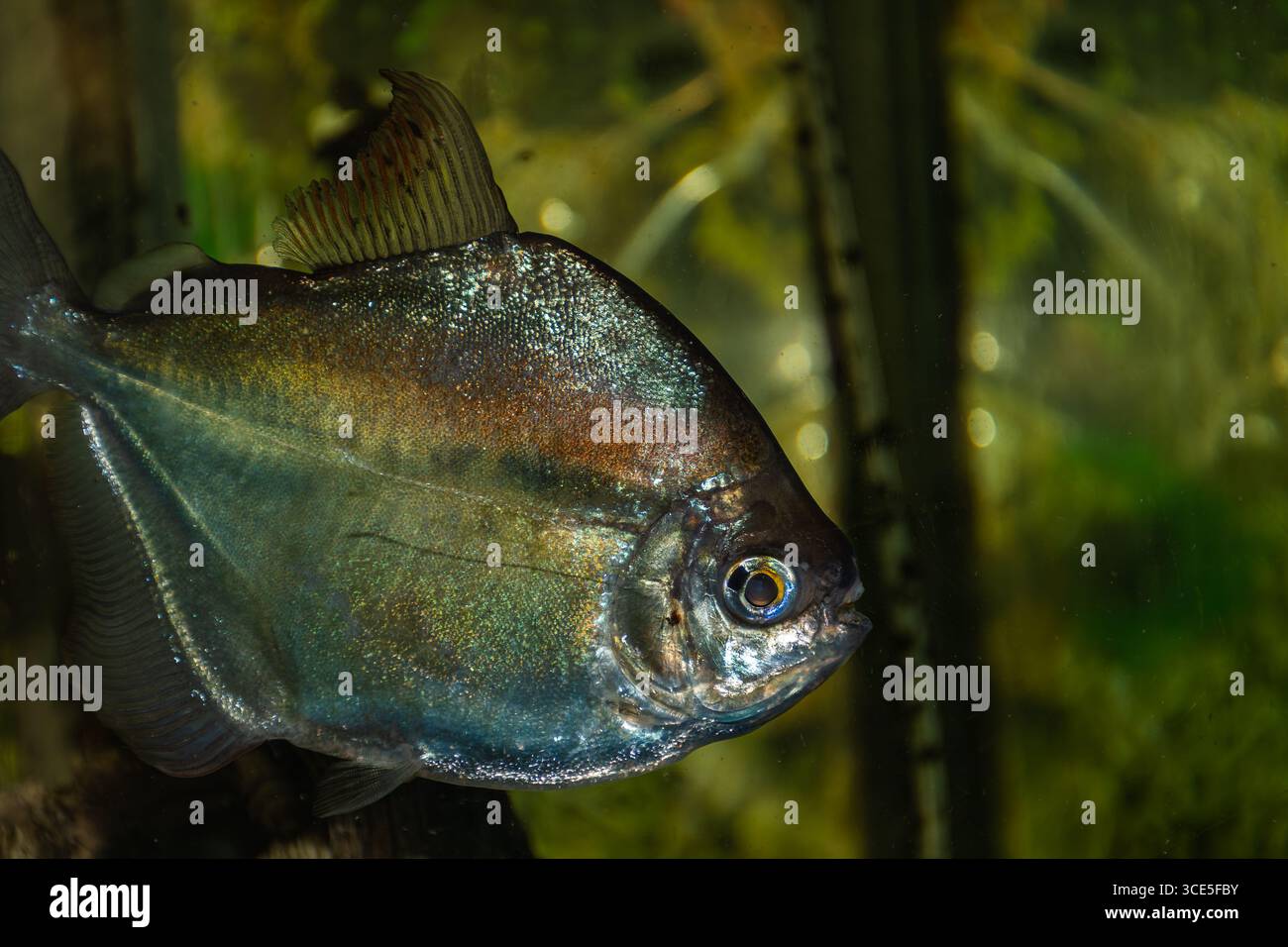 Gros plan d'un poisson argenté nageant dans un aquarium avec un fond vert flou et des détails d'échelle visibles Banque D'Images