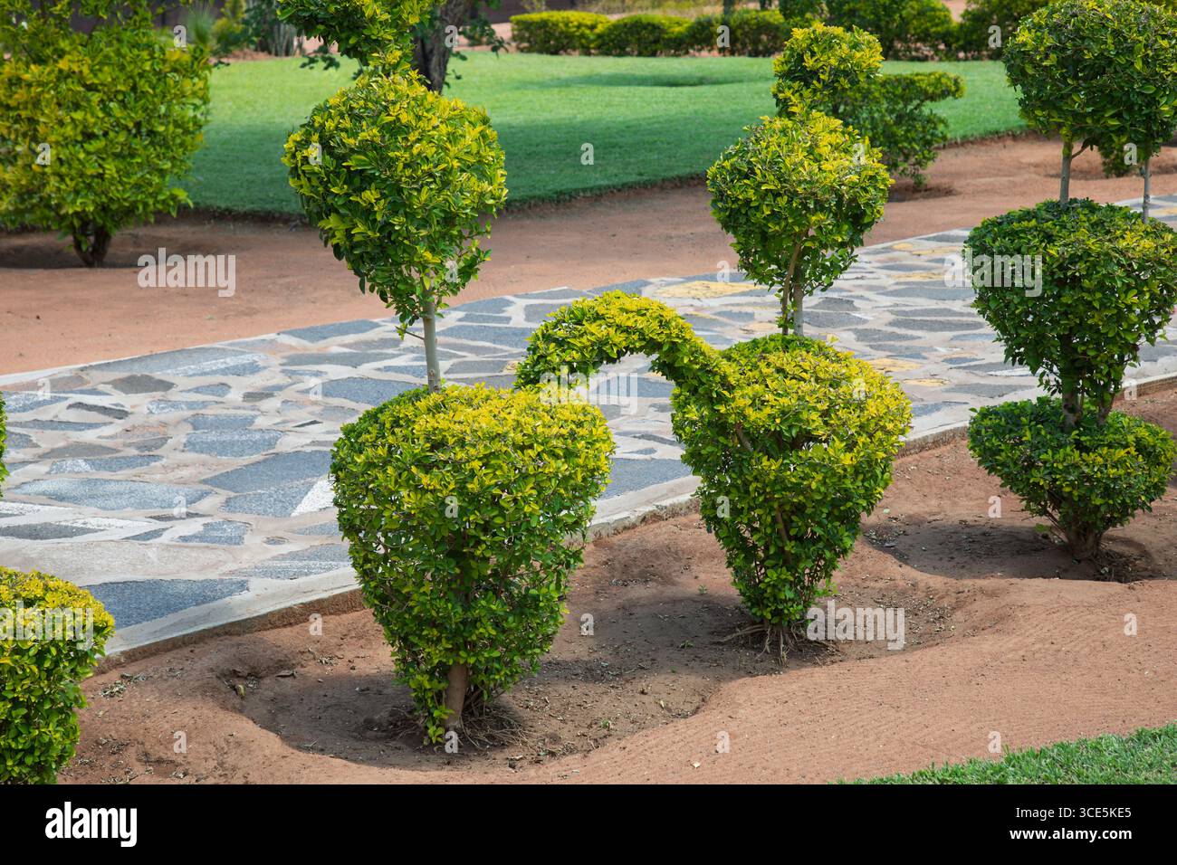 Conception de jardin, Green Hedge Euonymus japonicus paysage wallygrom feuillus arbuste persistant ou petit arbre Low Evergreen Hedges le jardinier les utilisant Banque D'Images
