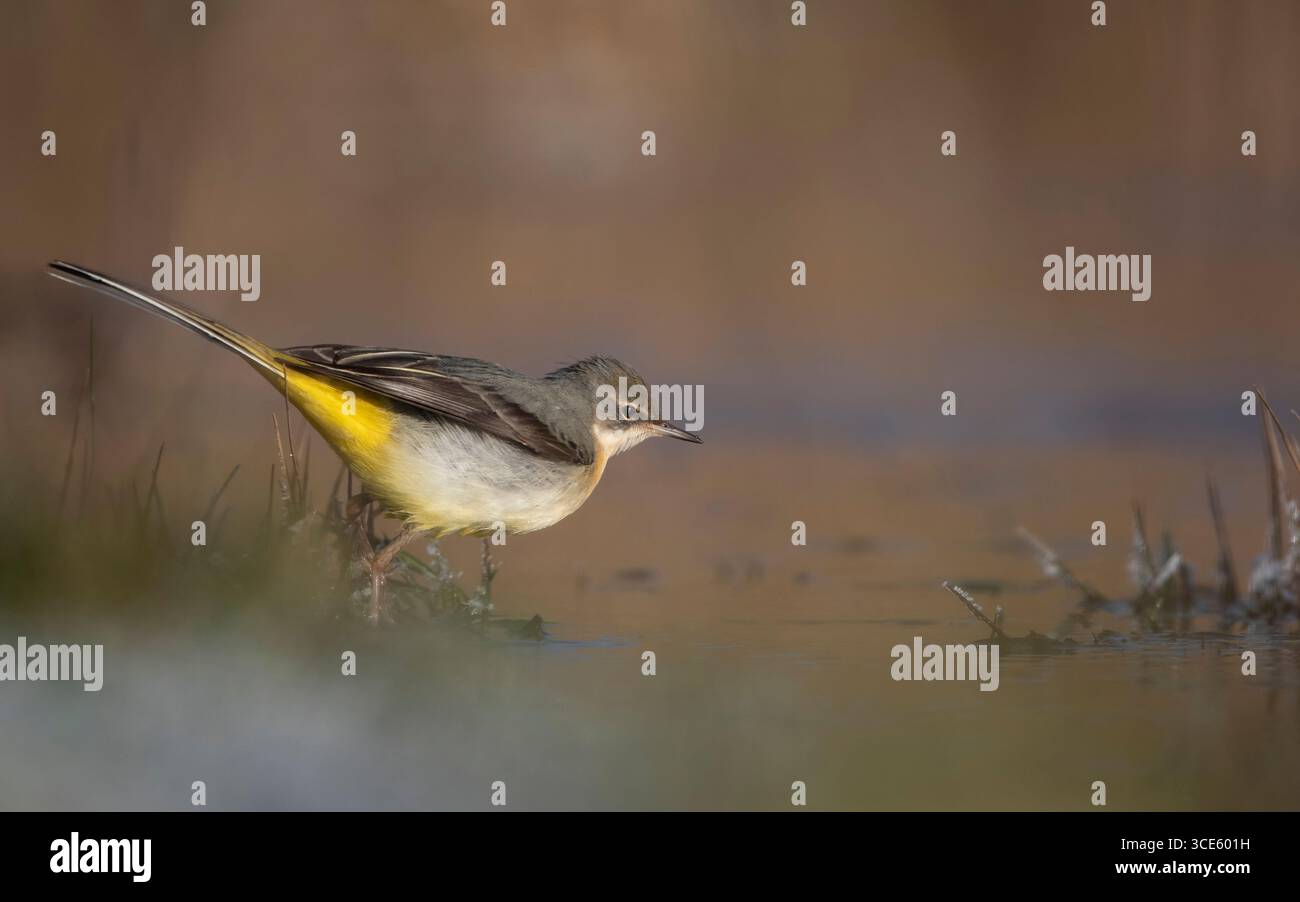 Grise (Motacilla cinerea, Motacilla cinerea cinerea), oiseau à 2cy se nourrissant dans un champ inondé en hiver, Danemark, Zélande, Roskilde Banque D'Images