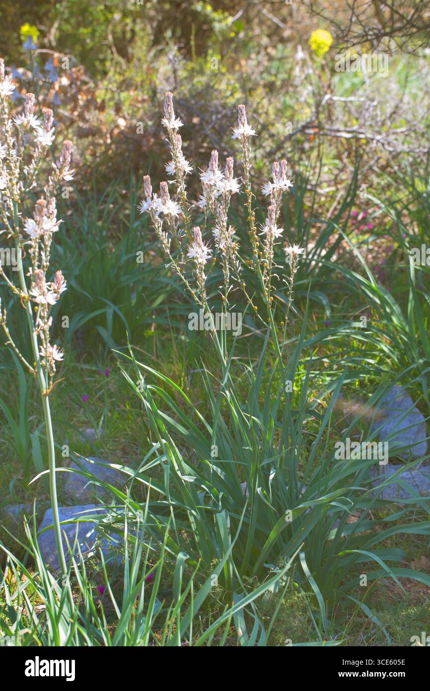 Asphodel ramifié (Asphodelus ramosus, Asphodelus microcarpus), floraison Banque D'Images