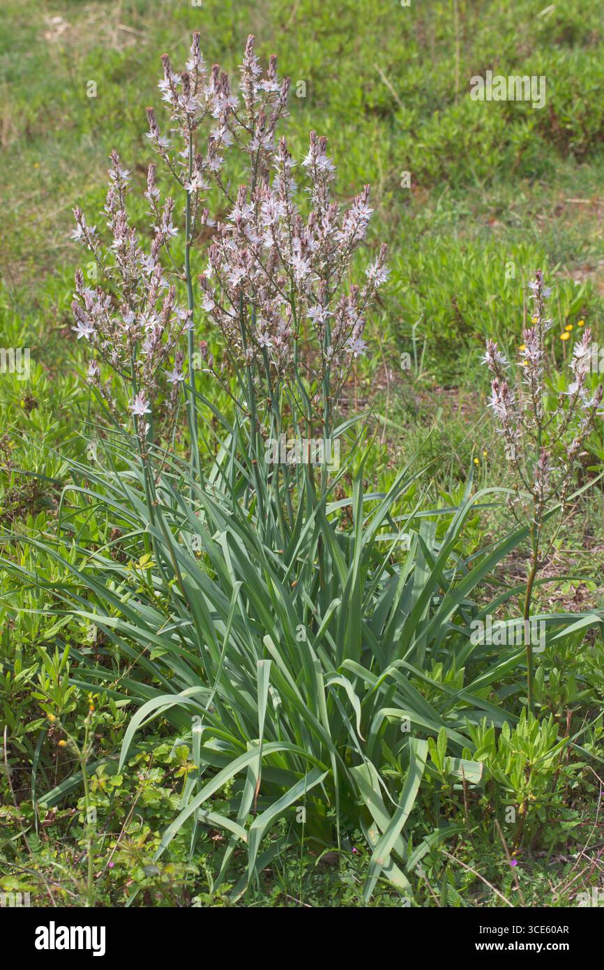 Asphodel ramifié (Asphodelus ramosus, Asphodelus microcarpus), floraison Banque D'Images