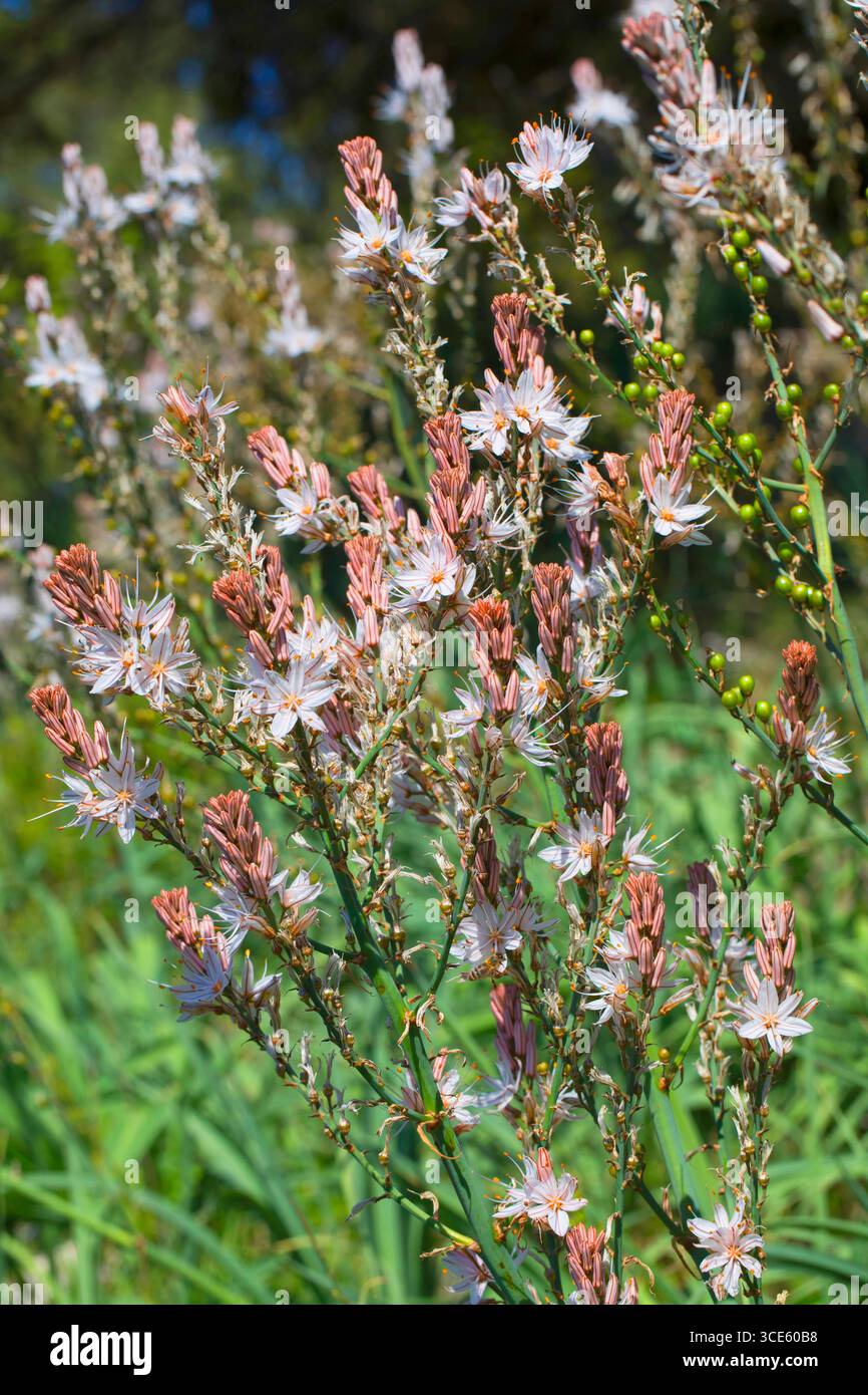 Asphodel ramifié (Asphodelus ramosus, Asphodelus microcarpus), floraison Banque D'Images