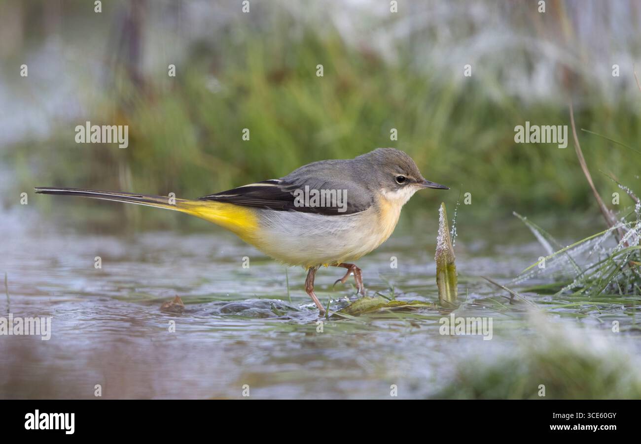 Grise (Motacilla cinerea, Motacilla cinerea cinerea), oiseau à 2cy se nourrissant dans un champ inondé en hiver, Danemark, Zélande, Roskilde Banque D'Images