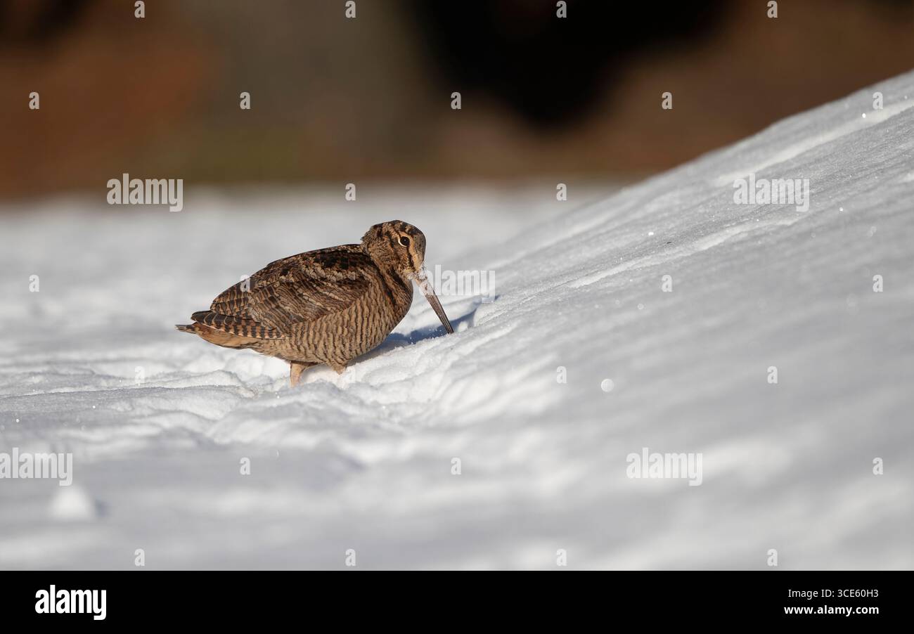 Bécasse eurasienne (Scolopax rusticola), se nourrissant dans la neige, Danemark, Jutland Banque D'Images